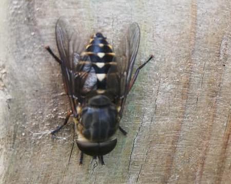 Réf. 285 276 : Tabanus sudeticus